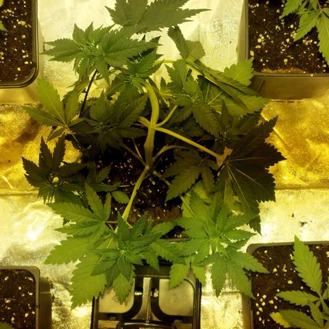 D.Maria I  growlog photo: A
