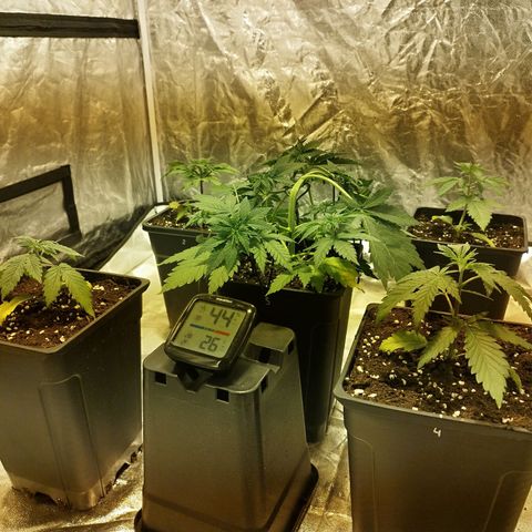D.Maria I  growlog photo: A
