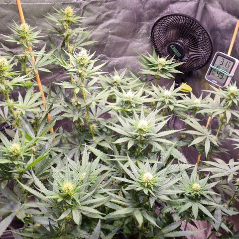 Strawberry Kush #1 growlog timeline photo