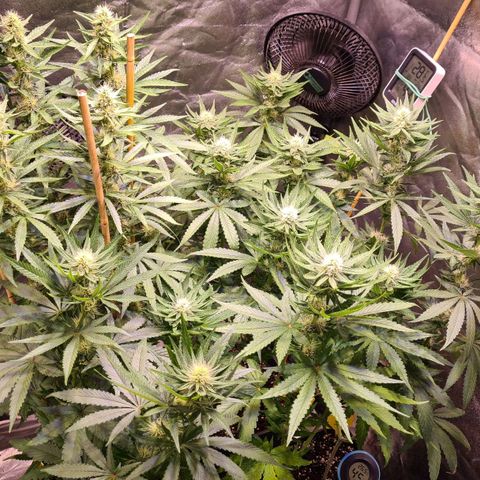 Strawberry Kush #1 growlog photo: Prächtig unterwegs