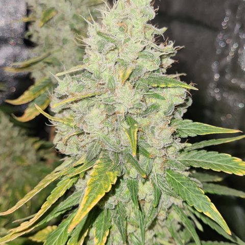 Strawberry Kush #1 growlog photo: 🤤🤤🤤