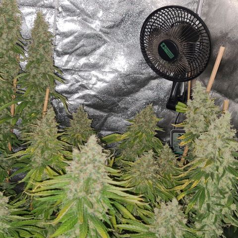 Strawberry Kush #1 growlog photo: 🤤🤤🤤