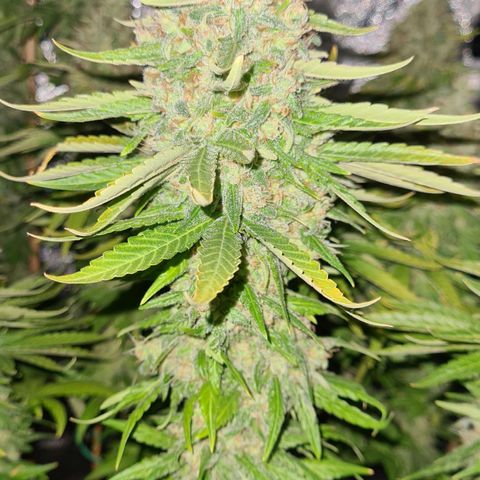Strawberry Kush #1 growlog photo: 🤤🤤🤤