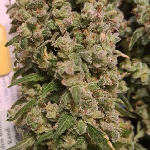 Strawberry Kush #1 growlog photo: Geerntet wunderbar schaut es aus