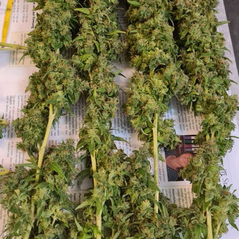 Strawberry Kush #1 growlog photo: Geerntet wunderbar schaut es aus