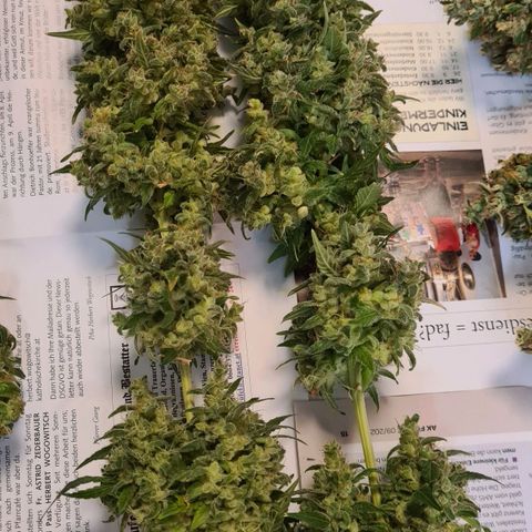 Strawberry Kush #1 growlog photo: Geerntet wunderbar schaut es aus