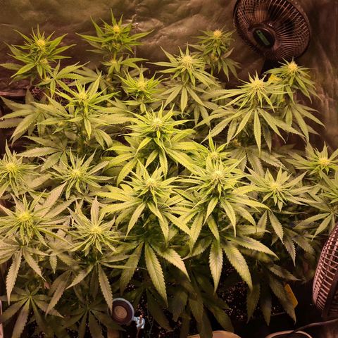Blue Dream #2 growlog photo: Läuft
