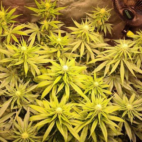 Blue Dream #2 growlog photo: Läuft