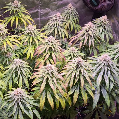 Blue Dream #2 growlog timeline photo