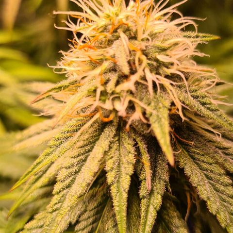 Blue Dream #2 growlog timeline photo