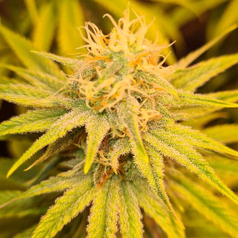 Blue Dream #2 growlog timeline photo