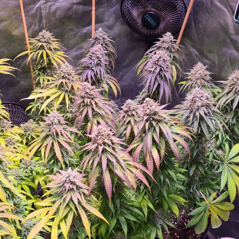 Blue Dream #2 growlog timeline photo