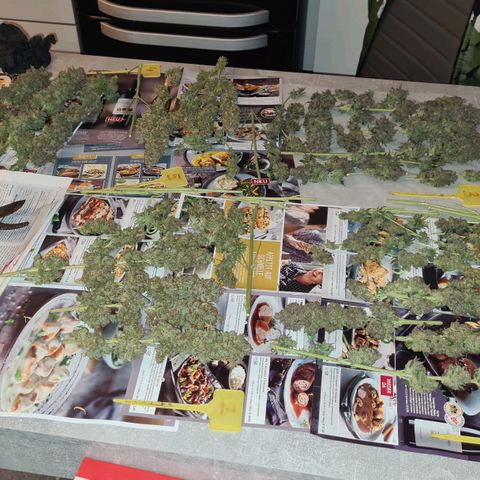 Blue Dream #2 growlog timeline photo