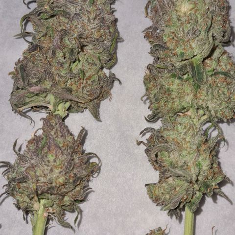 Blue Dream #2 growlog timeline photo