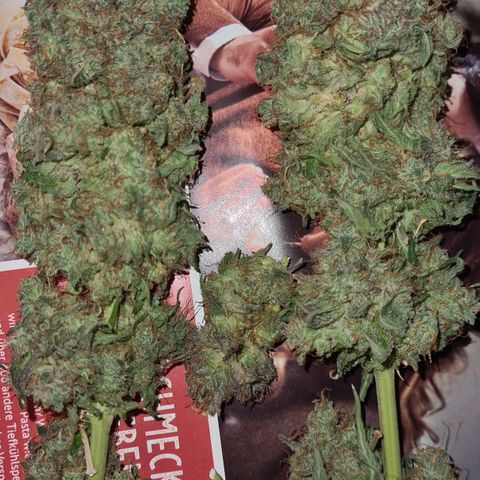 Blue Dream #2 growlog timeline photo