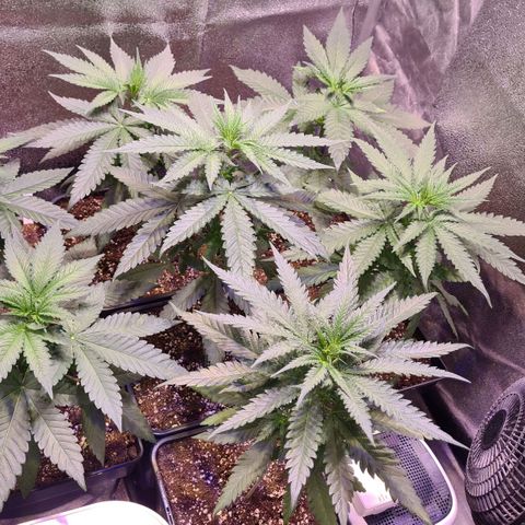 Buttercream Gelato #3 growlog photo: Buttercream und Banana Grost vor Topping und Lollipopping