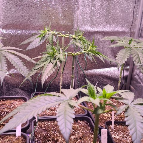 Buttercream Gelato #3 growlog photo: Buttercream Gelato 4 und 5 Mainlining