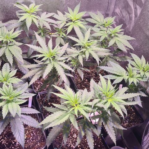 Buttercream Gelato #3 growlog photo: Buttercream und Banana - heute Licht auf 12h stellen