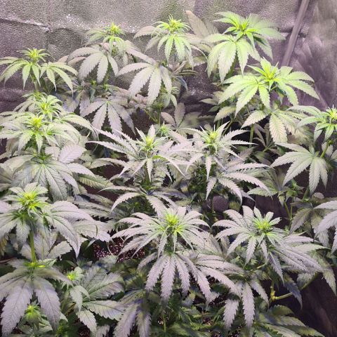 Buttercream Gelato #3 growlog photo: Buttercream und Banana Gorsting kurz vor Blütebeginn