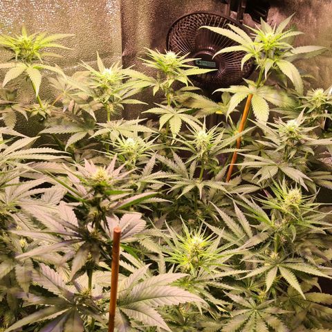 Buttercream Gelato #3 growlog photo: Blüte 1.Woche Buttercream und Banana Frost