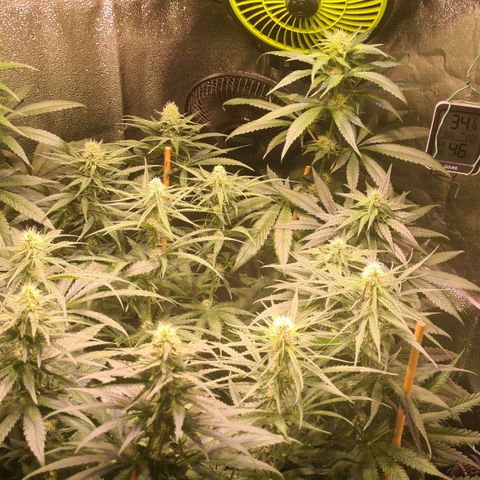 Buttercream Gelato #3 growlog photo: Buttercream und Banana 2-3 Woche Blüte 