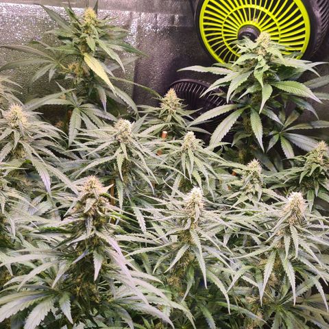 Buttercream Gelato #3 growlog photo: Butter ujd Banana Blüteee