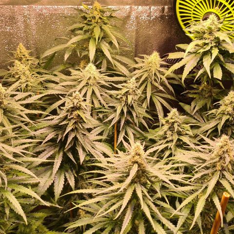 Buttercream Gelato #3 growlog photo: Buttercream und Banana in herzhafter Blüte 
