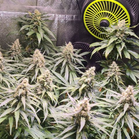 Buttercream Gelato #3 growlog photo: Butter und Banana Noch 3 bis 4 Wochen