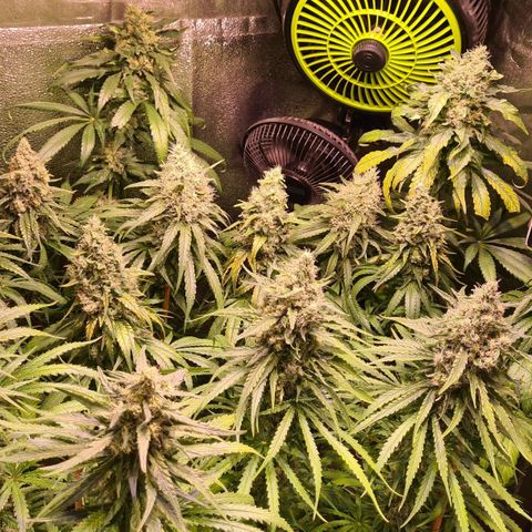 Buttercream Gelato #3 growlog photo: Butter und Banana noch ca 2 - 3 Wochen bis Ende