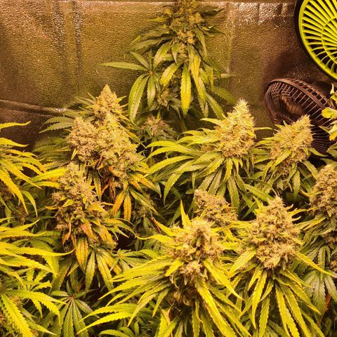 Buttercream Gelato #3 growlog photo: Butter und Banana eine Woche vor der Ernte
