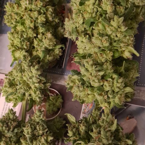 Buttercream Gelato #3 growlog photo: Buttercream Gelato 3