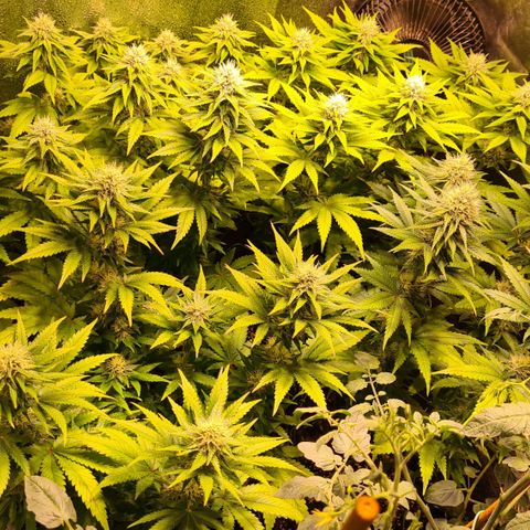 Shiva Skunk #1 growlog photo: Shiva Skunk - Blüte 20.Tag