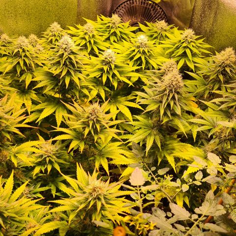 Shiva Skunk #1 growlog photo: Blüte Tag 26 - Shiva Skunk