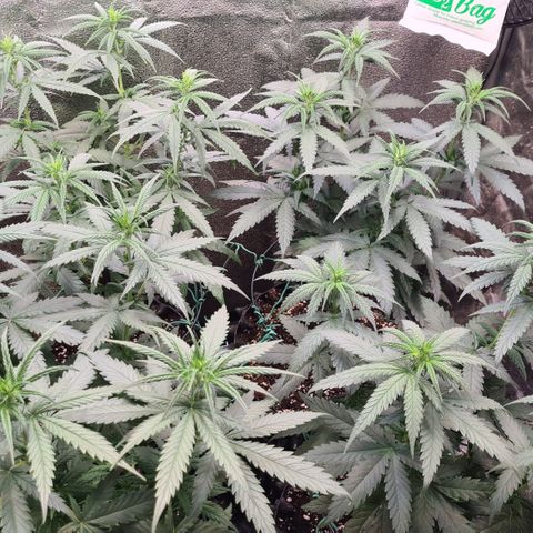 N13 Kush #2 growlog photo: N13 Kush kurz vor Blütebeginn