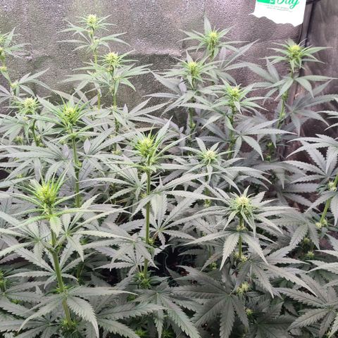 N13 Kush #2 growlog photo: N13 Kush Blütebeginn