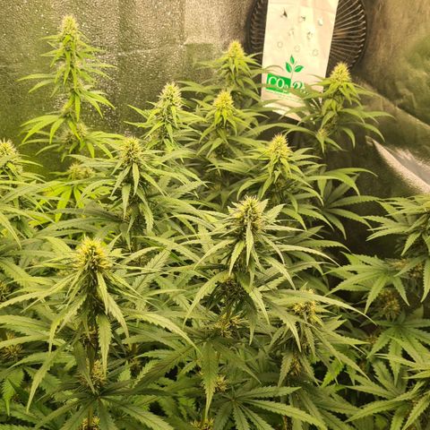 N13 Kush #2 growlog photo: N13 Kush - Blütewoche 3