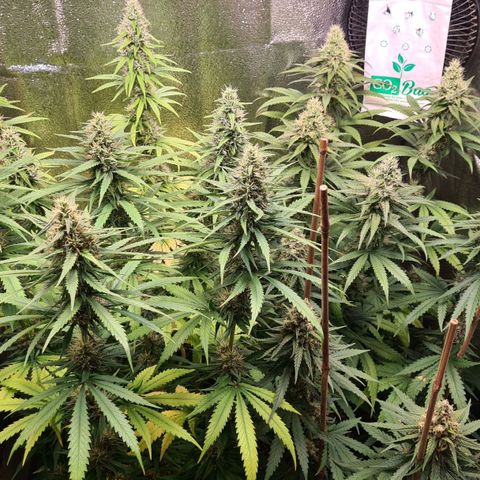 N13 Kush #2 growlog photo: N13 Kush - Blütetag 30