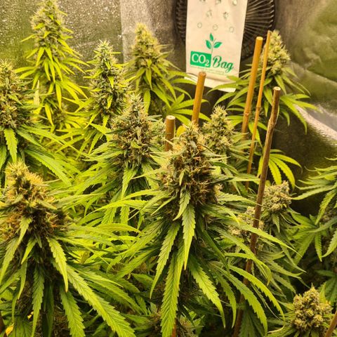 N13 Kush #2 growlog photo: N13 Kush noch 1 bis 2 Wochen