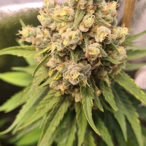 N13 Kush #2 growlog timeline photo