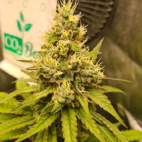 N13 Kush #2 growlog timeline photo