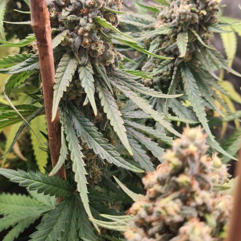 N13 Kush #2 growlog timeline photo
