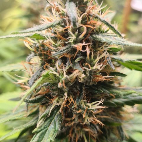 N13 Kush #2 growlog timeline photo