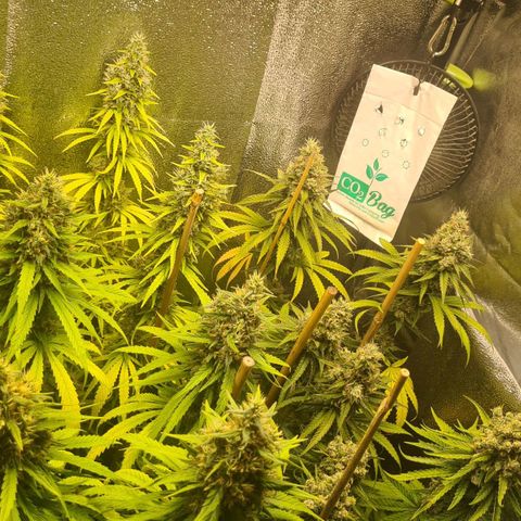 N13 Kush #2 growlog photo: N13 Kush Blütetag 47 - noch 3 - 4 Tage Ernte
