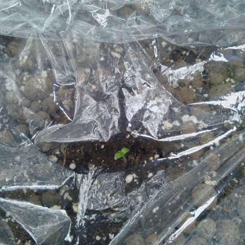 Verbotene Kirsche  growlog timeline photo