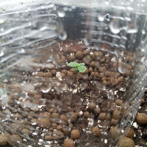Verbotene Kirsche  growlog timeline photo