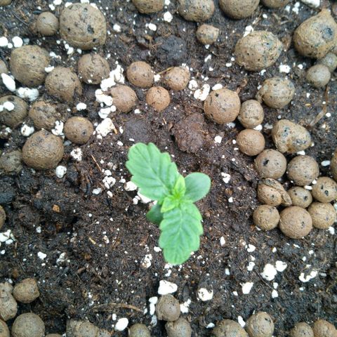 Verbotene Kirsche  growlog timeline photo