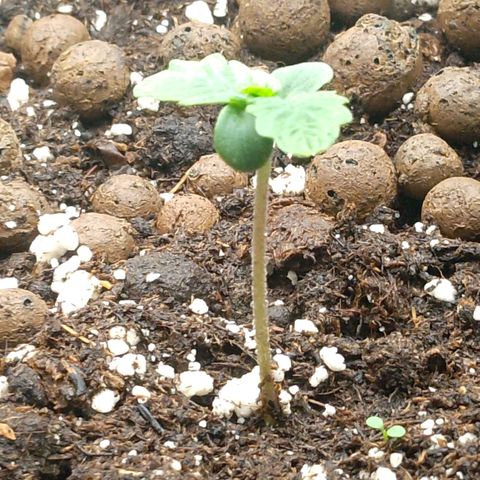 Verbotene Kirsche  growlog timeline photo