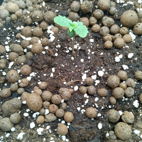 Verbotene Kirsche  growlog timeline photo