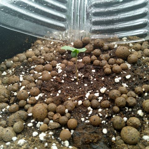 Verbotene Kirsche  growlog timeline photo