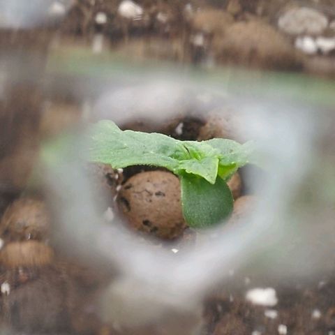 Verbotene Kirsche  growlog timeline photo